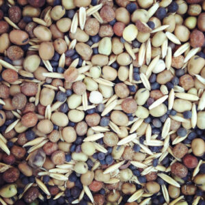 Cover Crops: Building Soil the Natural Way Image